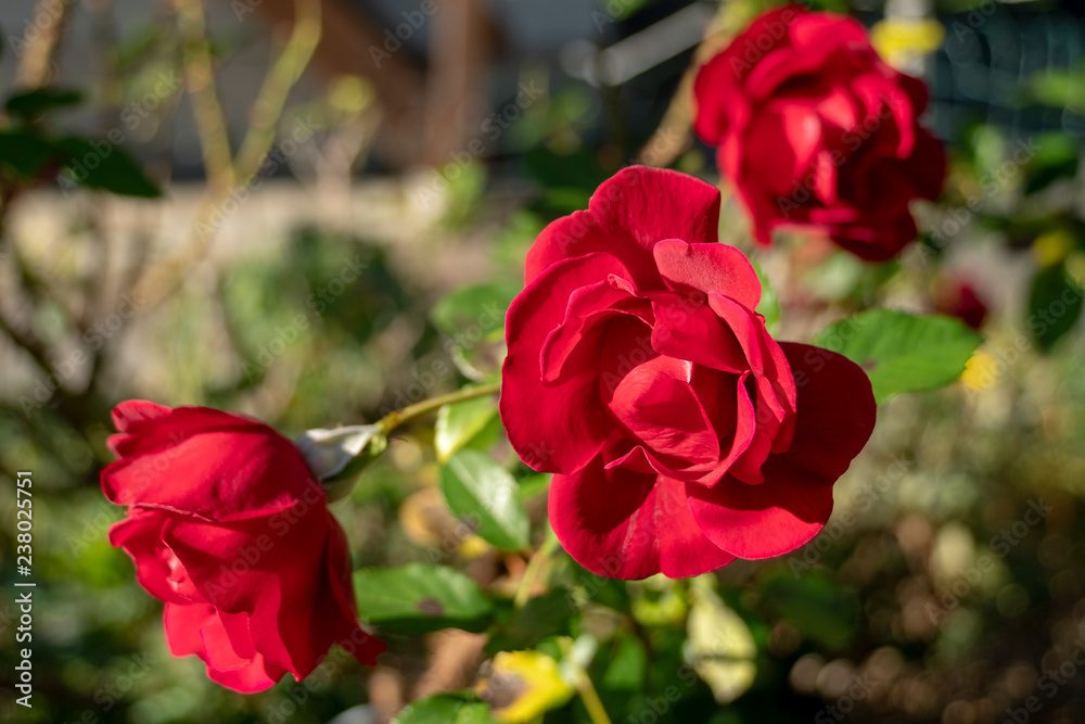 Fototapeta premium rote Rose