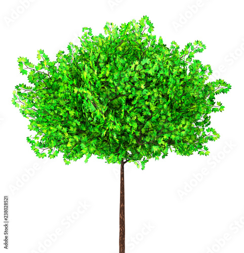 green maple tree isolated on white, 3d illustration