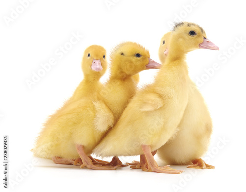 Group of small ducklings.