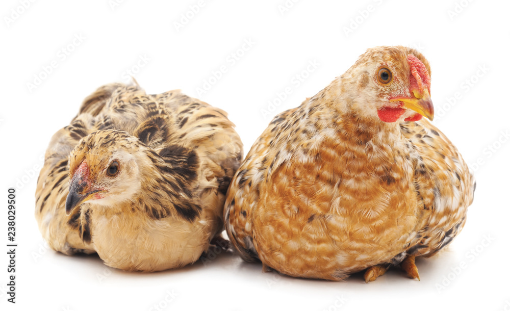 Obraz premium Two little chickens.