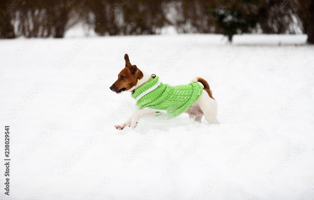 Fotografie Dog dressed in warm winter apparel running on snow