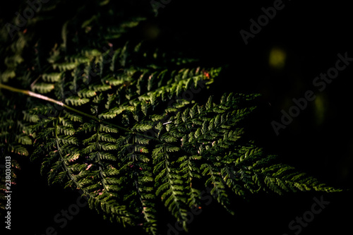 close up of green leaves with black background