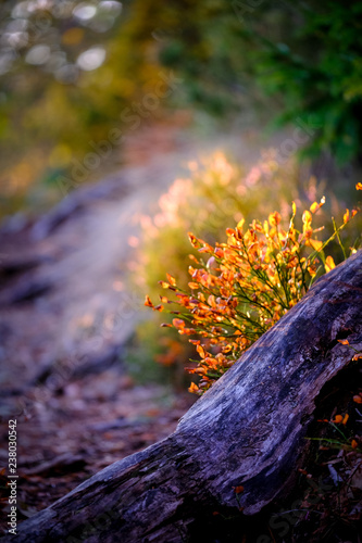 steps in the forest with stock in the foreground and autumn colors on the trees