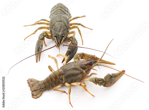 Two river crayfish.