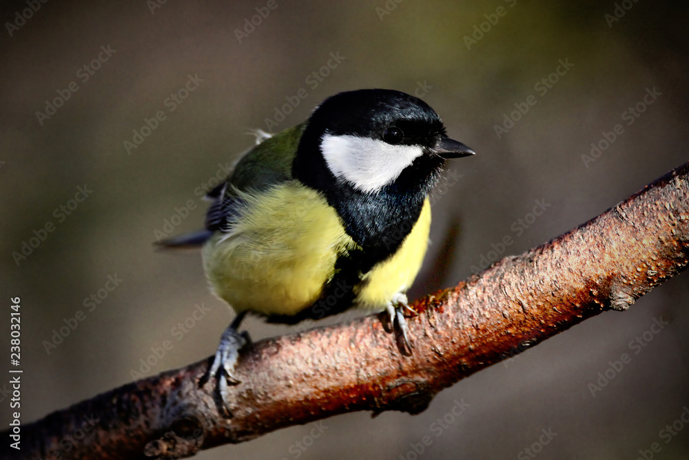 Obraz premium Great Tit