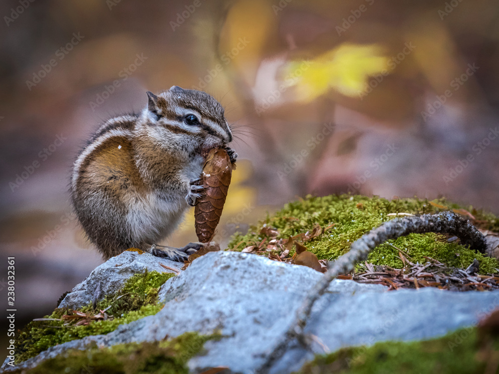 A hungry chipmunk in Banff National Park, Alberta, Canada A hungry chipmunk in Banff National Park, Alberta, Canada