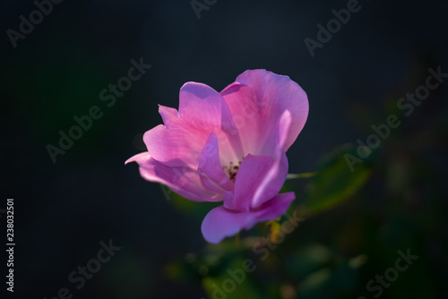 夕日で輝く花