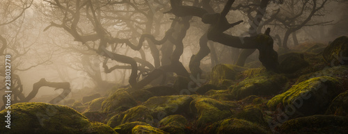 Ancient Woodland in the Peak District photo