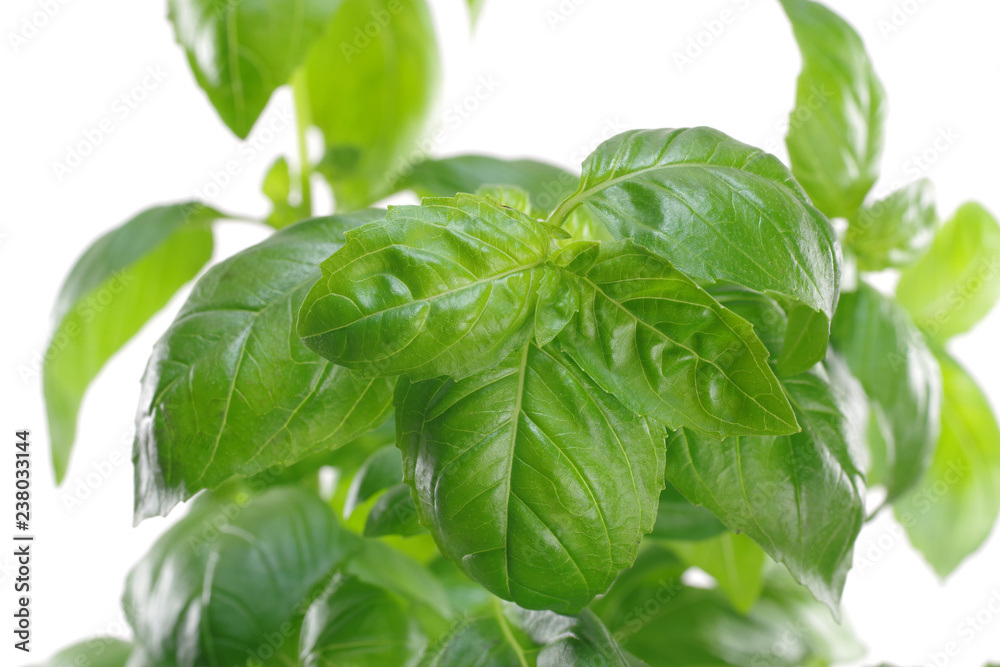 herb green basil in flowerpot herb green basil in flowerpot