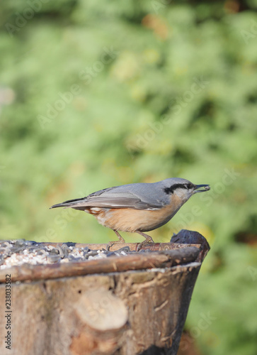 nuthatch on forest background