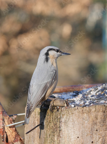 nuthatch on forest background