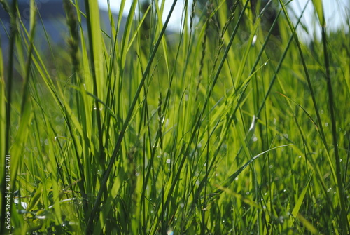 Grass sun beauty)