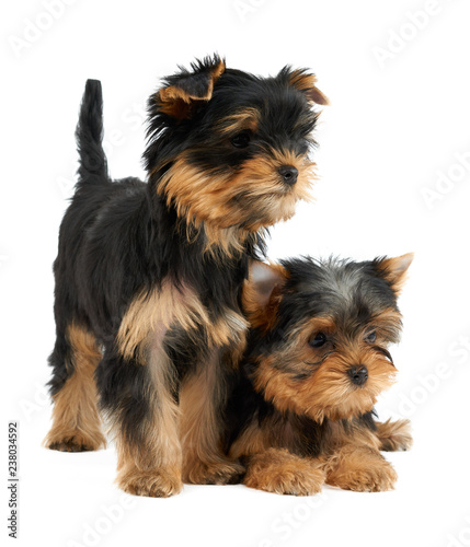 Two cute puppies