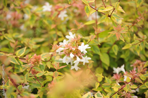 Abelia grandiflora kaleidoscope