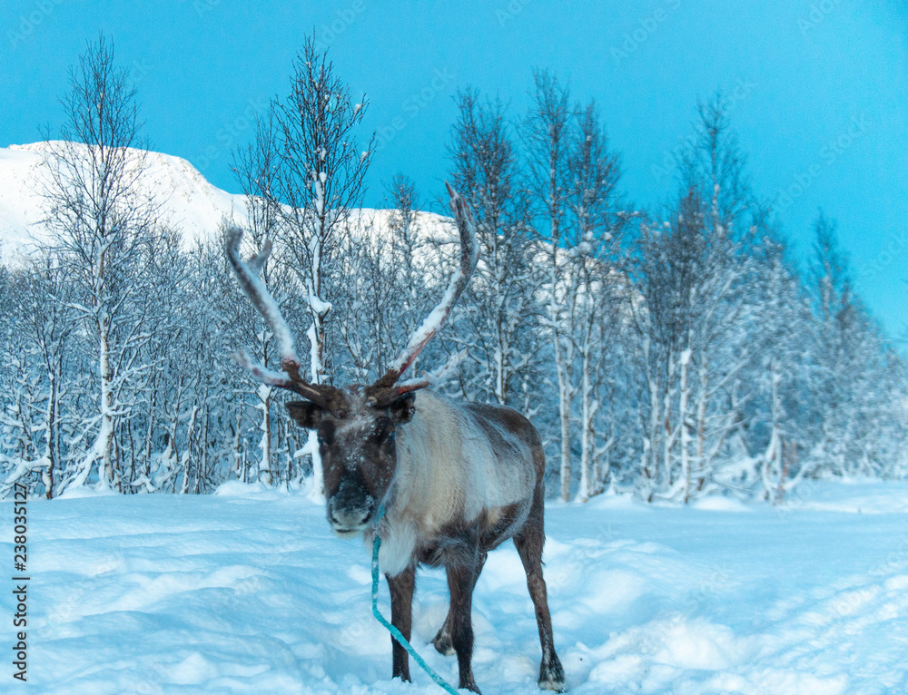 reindeer in its natural environment in scandinavia .Tromso Lapland reindeer in its natural environment in scandinavia .Tromso Lapland