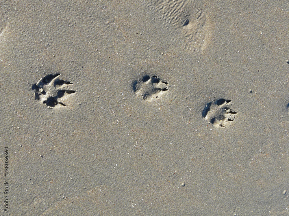 Paw Prints of a dog on sandy beach in Zeeland, Netherlands. Paw Prints of a dog on sandy beach in Zeeland, Netherlands.