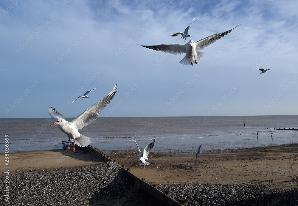 Flock of seagulls waiting to feed on discarded fast food on a seaside resort front.