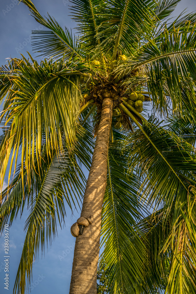 Palm Trees in Thailand Koh Phangan Surat Thani Palm Trees in Thailand Koh Phangan Surat Thani