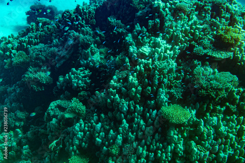 red sea coral reef with hard corals  fishes and sunny sky shining through clean water - underwater photo. toned