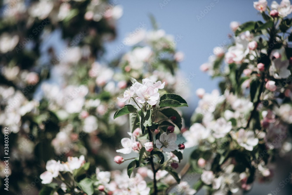 Tender apple blossom buds and flowers in the spring. The coming of spring, the awakening of nature, the first flowers, buds and leaves Tender apple blossom buds and flowers in the spring. The coming of spring, the awakening of nature, the first flowers, buds and leaves