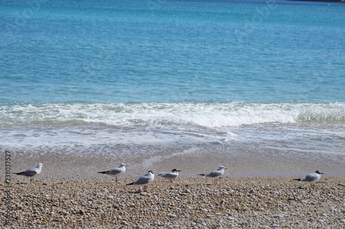 Four seagulls walking on a pebble beach with a blue sea as background