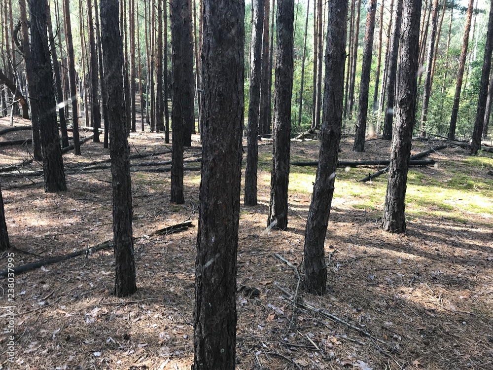 Naklejka premium pine trees