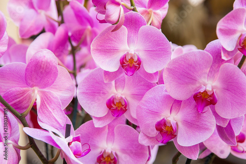 Fototapeta Naklejka Na Ścianę i Meble -  Pink orchids. Celebration of international woman's day
