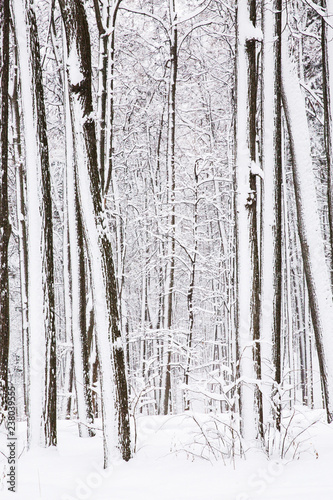 Snowy tree in the forest. White snow on branches of trees. Snowy winter