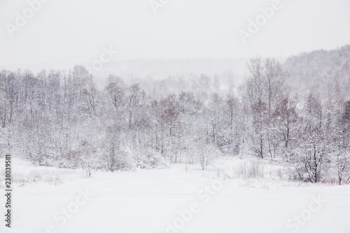 Beautiful landscape of snowy winter. Snow in the forest