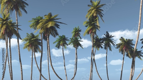 Palm trees against the sky with clouds, tropical view, 