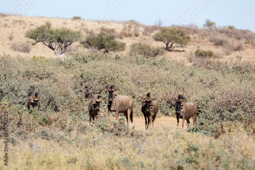 Fototapeta Naklejka Na Ścianę i Meble -  Group of buffalos in Namibia