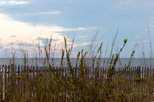 wild flowers beach grass seascape