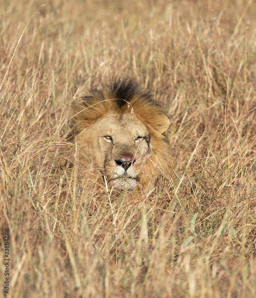 Head of Sand River or Elawana Pride male lion, Panthera leo, emerging from tall grass of Masai Mara in Kenya Head of Sand River or Elawana Pride male lion, Panthera leo, emerging from tall grass of Masai Mara in Kenya