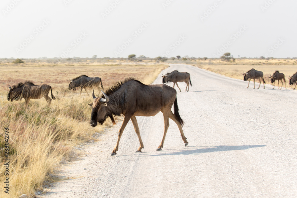 Group of buffalos in Namibia