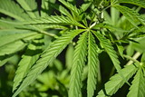 Leaves growing cannabis.