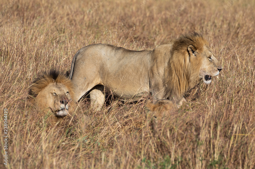 Fototapeta premium Male lion, Panthera leo, from the Sand River or Elawana Pride walking near cub and his brother, whose head is emerging from the tall grass of the Masai Mara 
