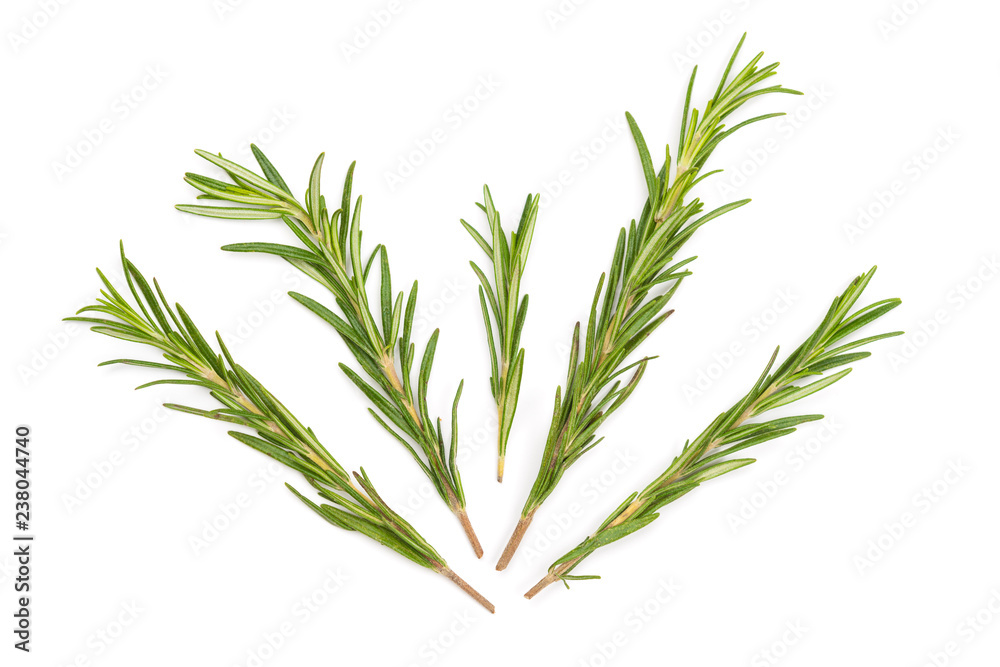 Naklejka premium Branches of green rosemary.