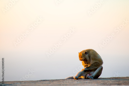 Monkey in Bangkok  Thailand. Thailand is known as a country with a smile.