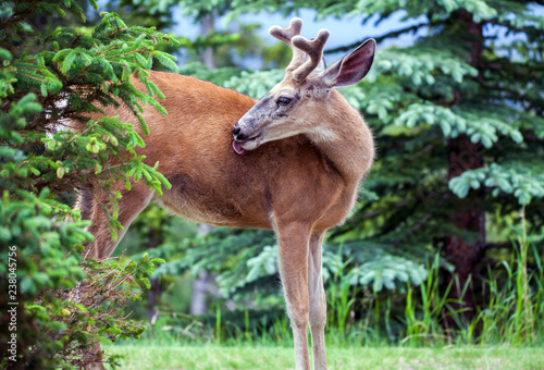 Fototapeta Naklejka Na Ścianę i Meble -  Whitetail Deer in Banff National Park Alberta Canada