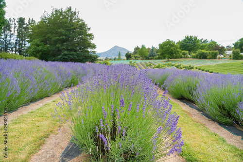 Fototapeta Naklejka Na Ścianę i Meble -  Purple lavender field with mountain background, New Zealand summer season
