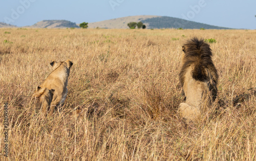 Portrait of male lion  Panthera leo  of the Sand River or Elawana Pride  from behind sitting with lioness in African landscape with tall grass  acacia tree  hill  and safari vehicle in far distance