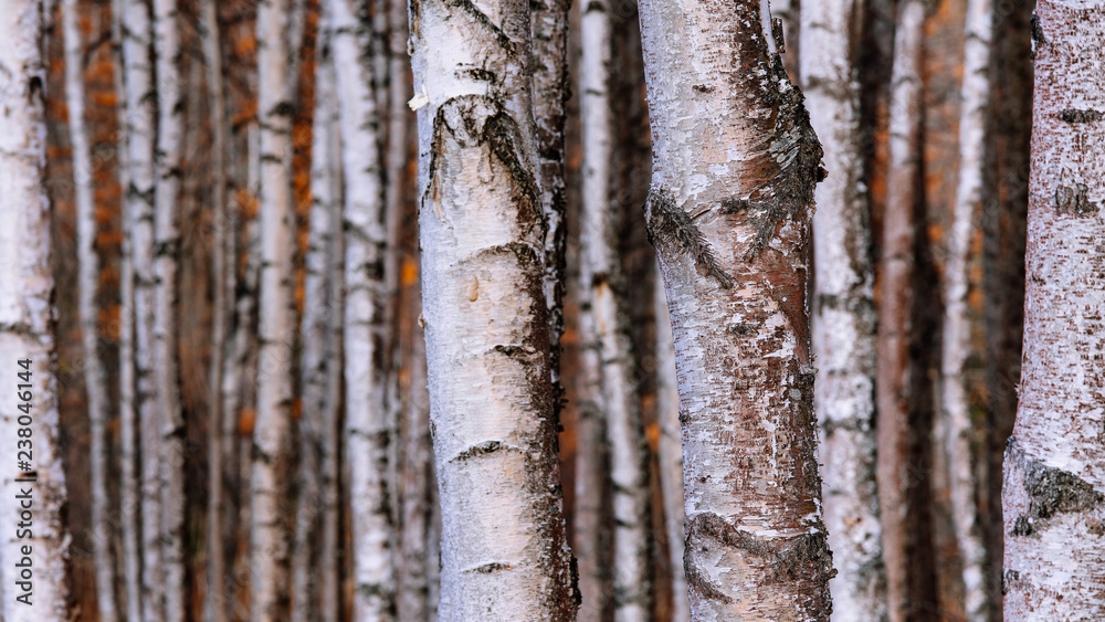 Obraz premium Dense birch trees in Autumn