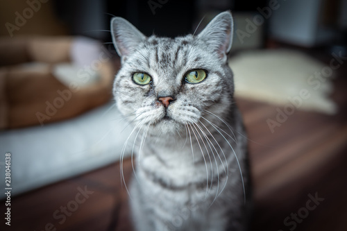 A British Shorthair cat in Frankfurt