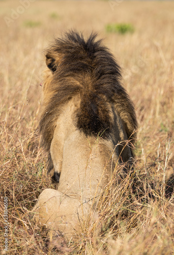 Portrait of male lion, Panthera leo, of the Sand River or Elawana Pride, from behind  in African landscape with tall 