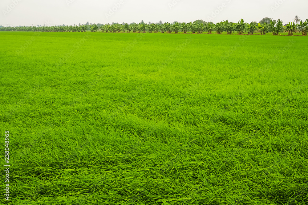Green Terraced Rice Field Green Terraced Rice Field
