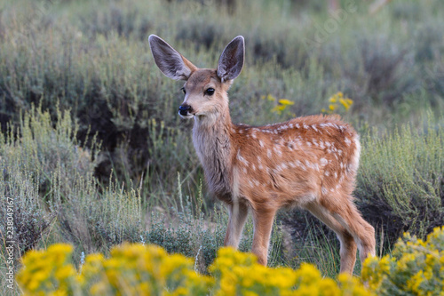 Mule deer fawn