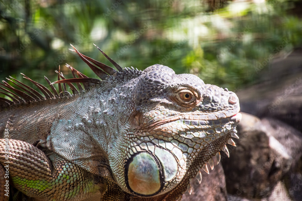Obraz premium iguana, lizard, reptile, animal, green, nature, wildlife, dragon, green iguana, wild, zoo, head, eye, animals, pet, tropical, closeup, skin, portrait, scale, iguana iguana, macro, creature, reptiles