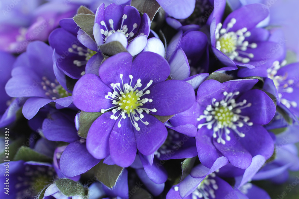 Spring flowers - purple hepatica bouquet. Closeup                