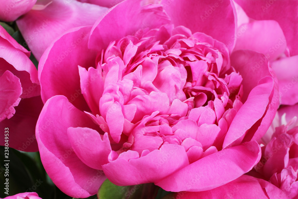 Core of beautiful small open hot pink peony. Closeup Core of beautiful small open hot pink peony. Closeup