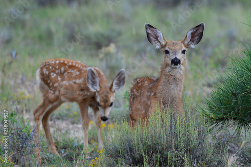 Quadro su tela Mule deer fawns